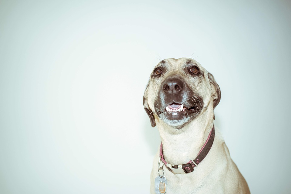 What to Look for in a Rolled Leather Dog Collar